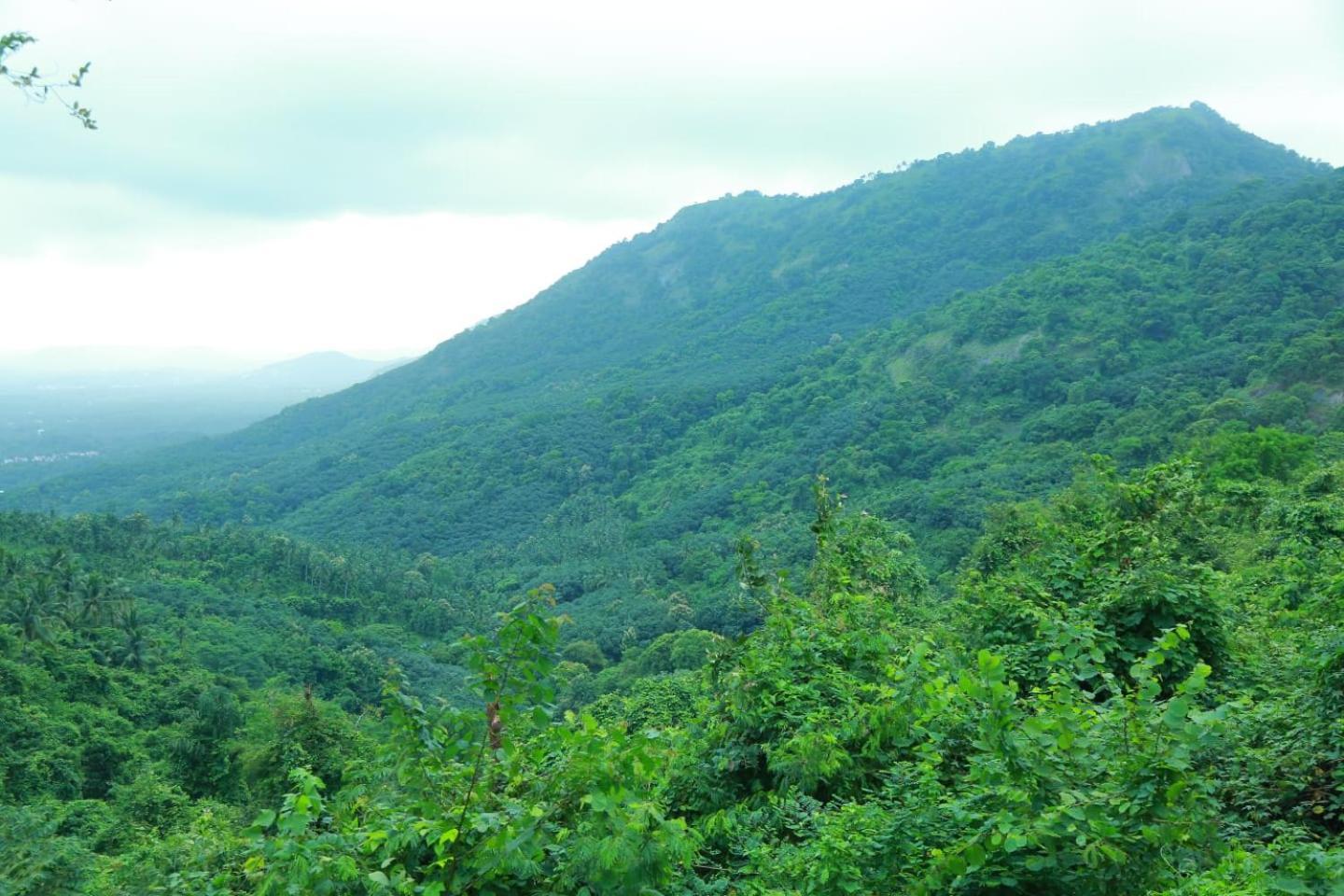 Whiteflower Mountain Resort Perintalmanna Bagian luar foto
